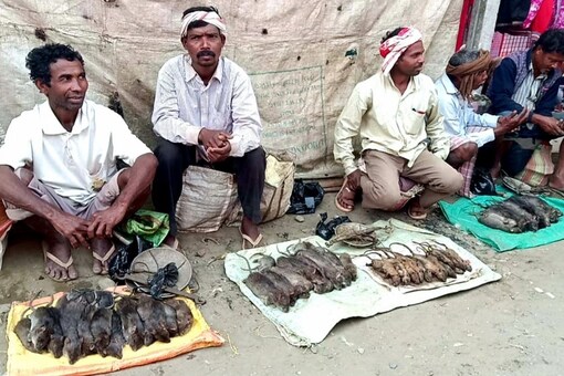 Vendors sell rat meat in Assam's Baksa. (News18)
