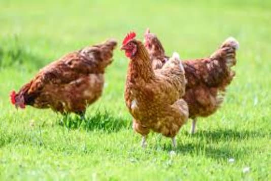 File Photo Of Avian Flu File Photo Of Avian Flu