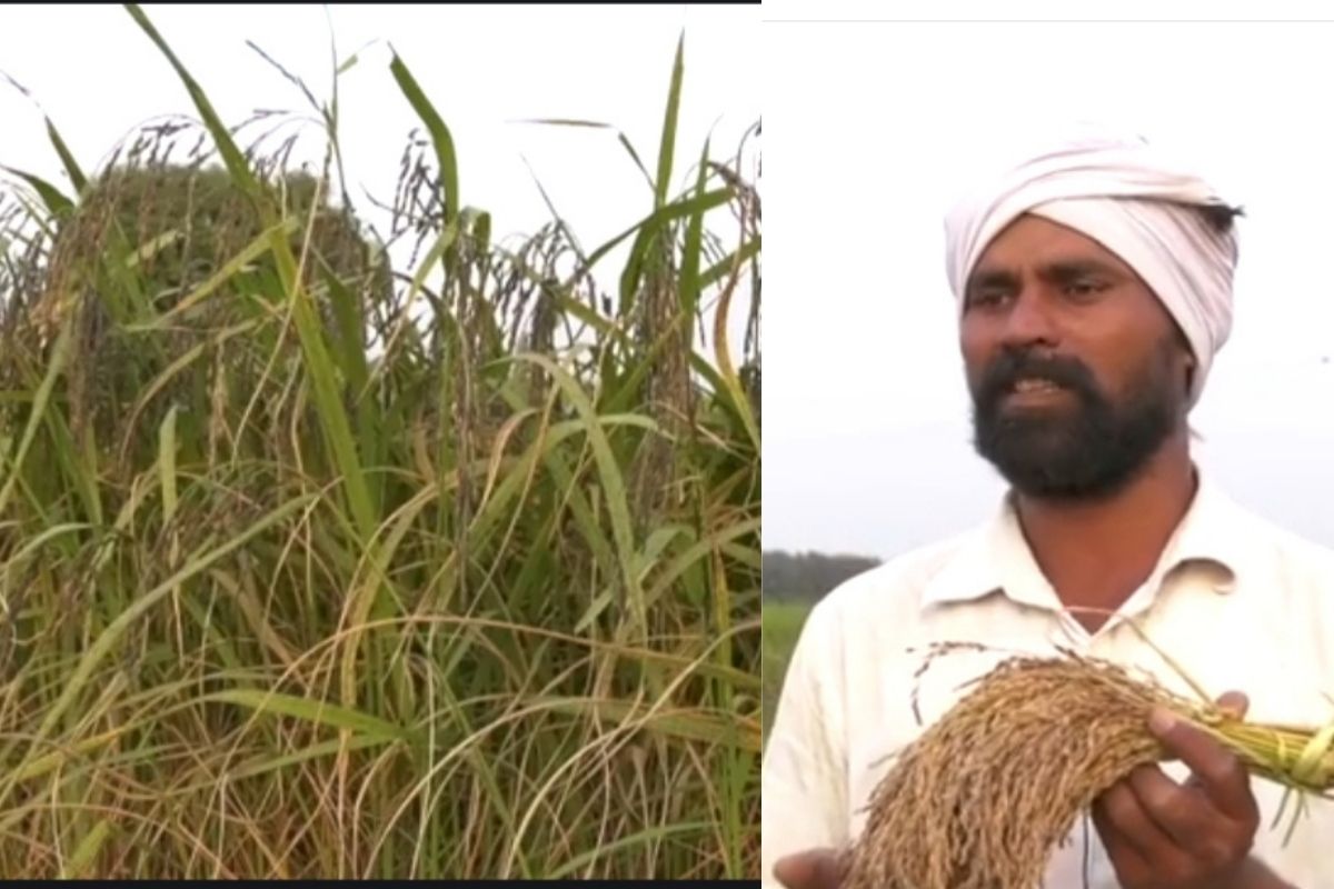 No Cooking, Only Soaking: 'Magic Rice' from Assam Hills Might Be a Hit ...