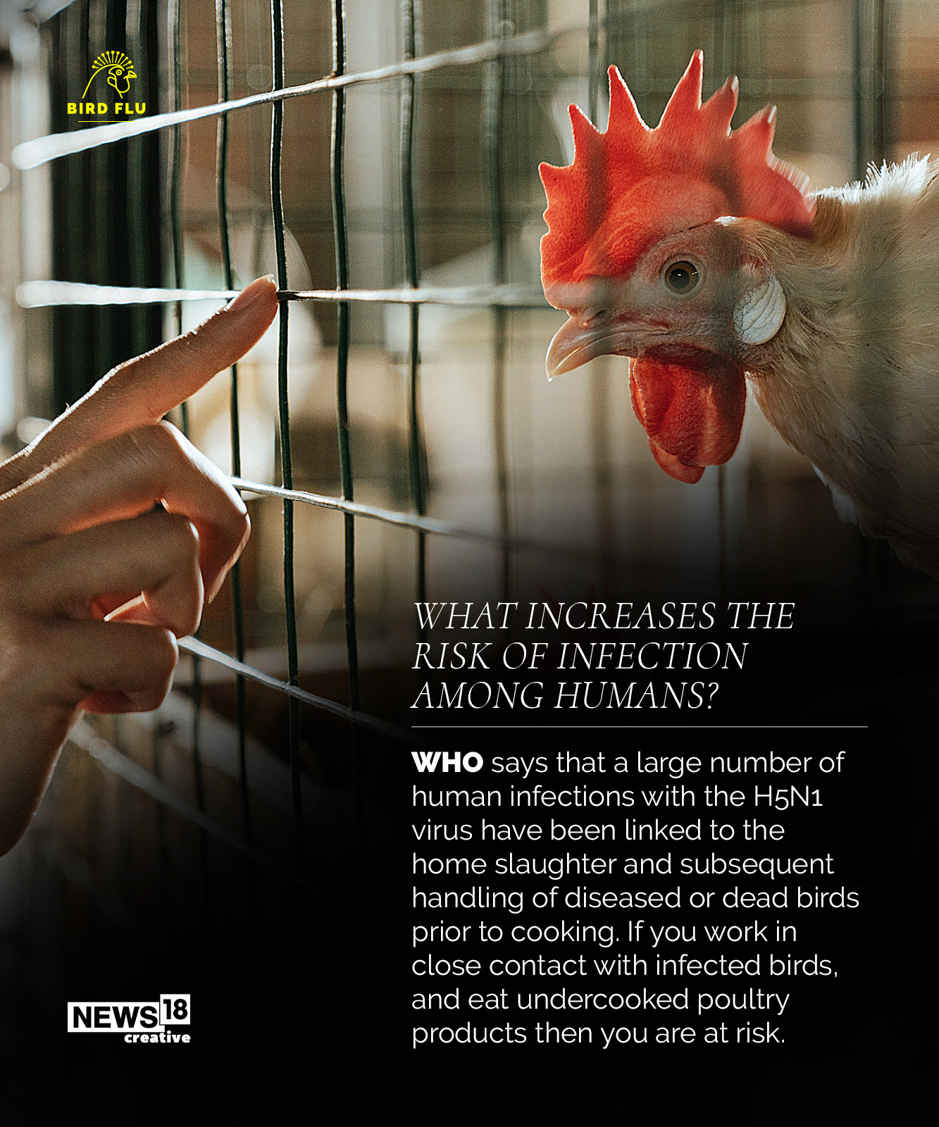 Can Bird Flu Transmit to Humans? All You Need to Know About its Spread