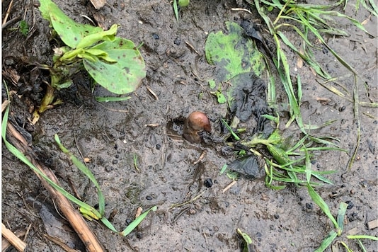 Image of the suspected remains tweeted by @northumbriapol Image of the suspected remains tweeted by @northumbriapol