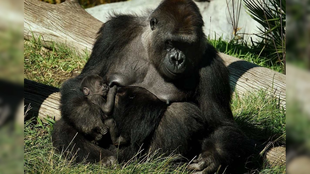 In a First, Two Gorillas Have Tested Positive For Covid-19 in US Zoo