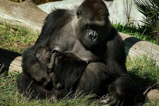 The San Diego Zoo Safari Park, where the gorillas are kept, is closed to visitors as record Covid-19 cases surge through southern California. Credits: AFP.

