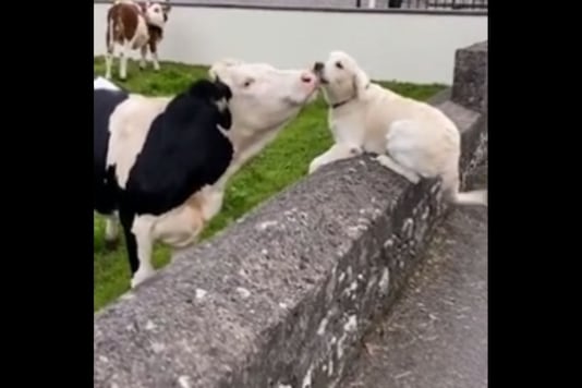 Watch: 'Old Buddies' Golden Retriever and Cow Meet up After Months, Adorable Video Goes Viral
