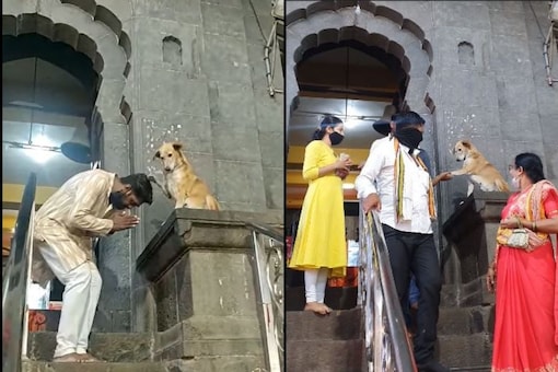 Video grab of dog blessing devotees in Maharashtra temple. 
(Credit: Facebook/ Arun Limadia)