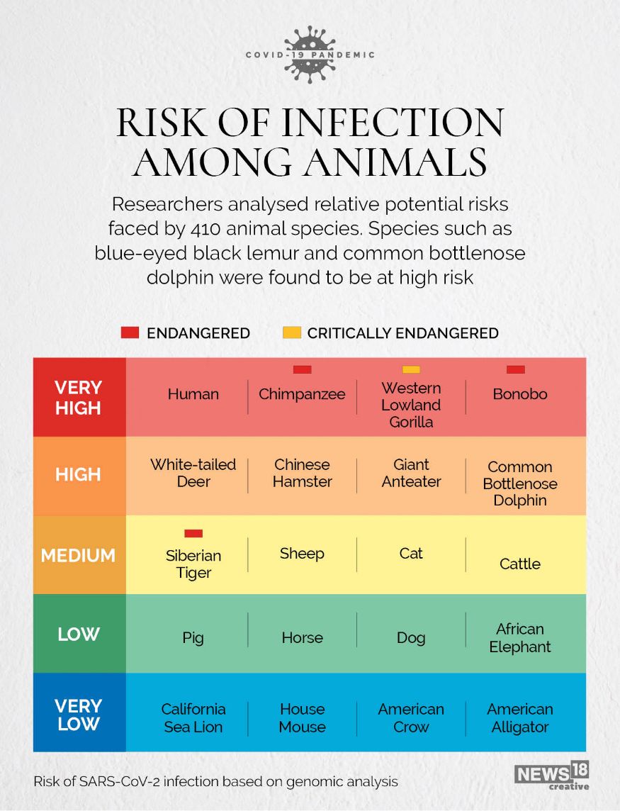 Explainer: COVID-19 Infection in Animals & The Risk That Animals Will