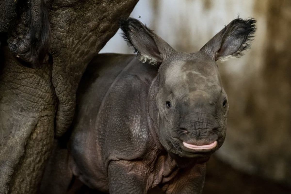 Endangered Indian Rhinoceros Baby is the First of its Kind Born in Polish Zoo's 155-Year History