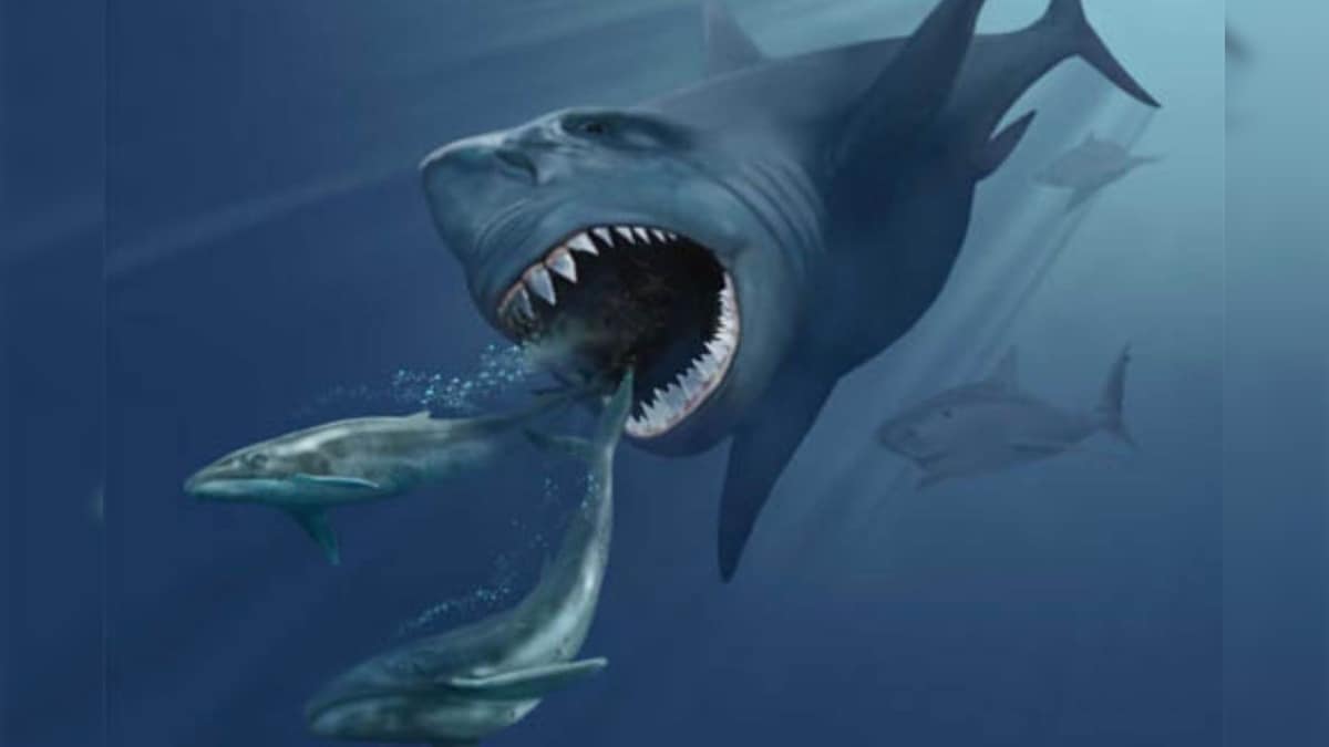 Ancient Sharks Had Giant Babies That Ate Their Siblings in the Womb, Finds New Study