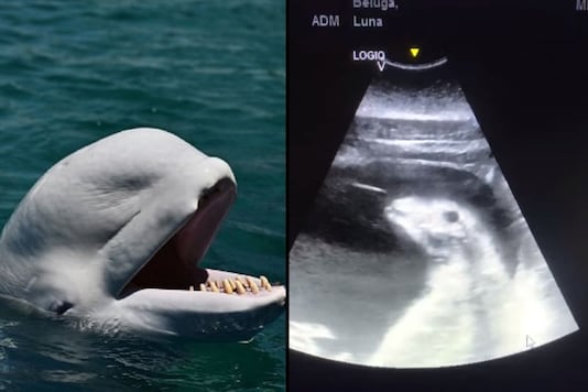 Watch: SeaWorld San Antonio Shares Amazing Sonogram Video of Baby Beluga Whale