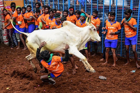 Madurai: A participant tries to tame a bull during Avaniyapuram Jallikattu as the part of Pongal festival celebration, in Madurai, Thursday. (PTI)