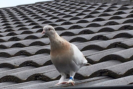 A racing pigeon sits on a rooftop Tuesday in Melbourne, Australia.

(Kevin Celli-Bird via AP)