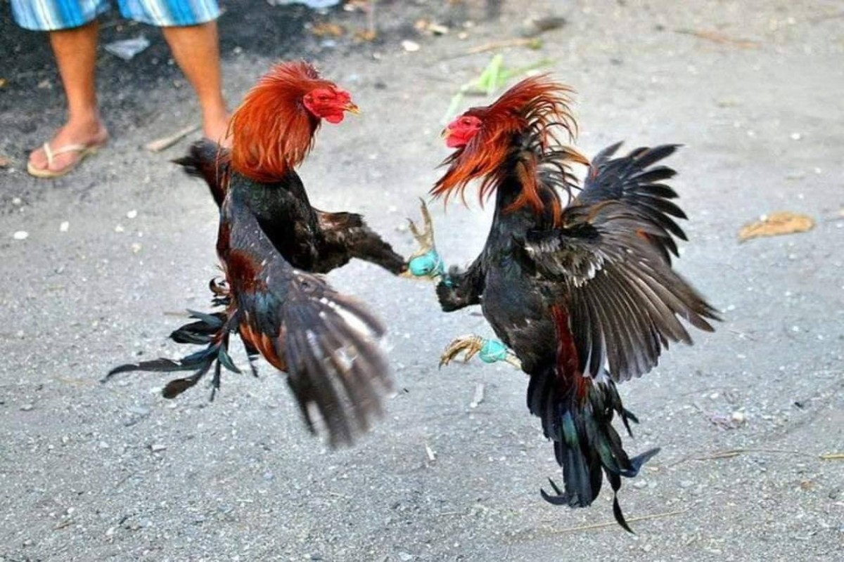 fighting rooster knives