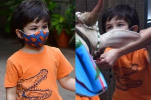 Taimur Ali Khan Gets Papped Outside His Residence, Looks Adorable as He Feeds a Cow