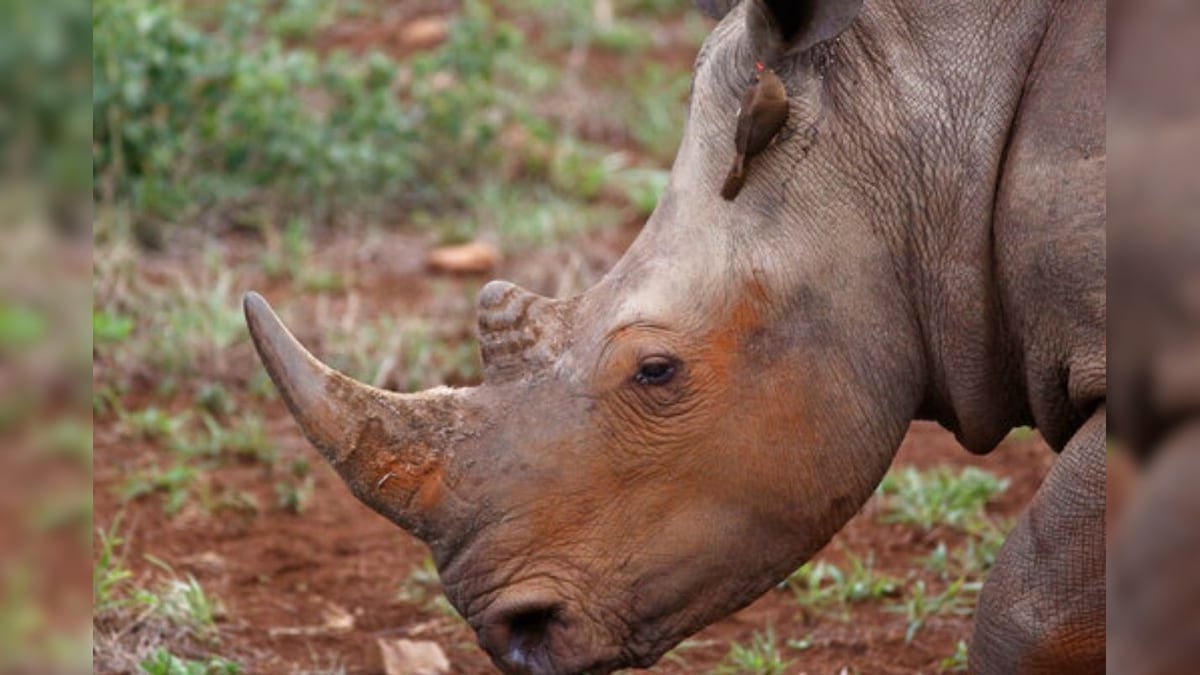 'Lonely' Rhino in Bangladesh Zoo Desperately Needs a Partner after Living on Her Own for Years