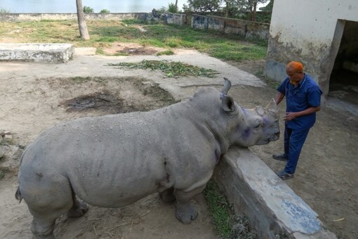 Delhi Zoo to Delight Visitors with New Species, Paintings as it Gears for  Reopening