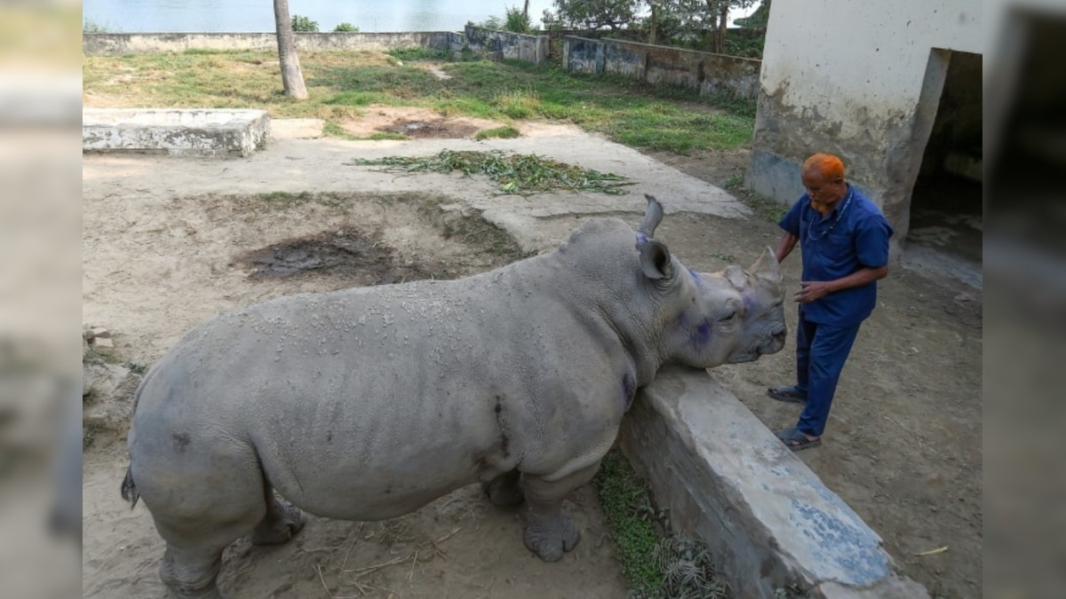 Lonely Rhinoceros at Bangladesh Zoo Seeks New Love After Losing Her Partner 7 Years Ago