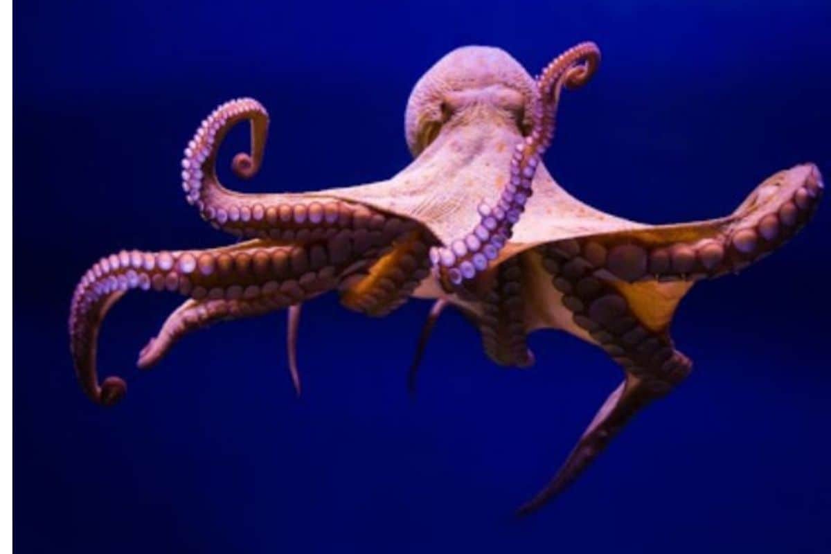 Octopuses are Already Adapting Climate Change and Rising Levels of CO2 in Ocean: Study - News18