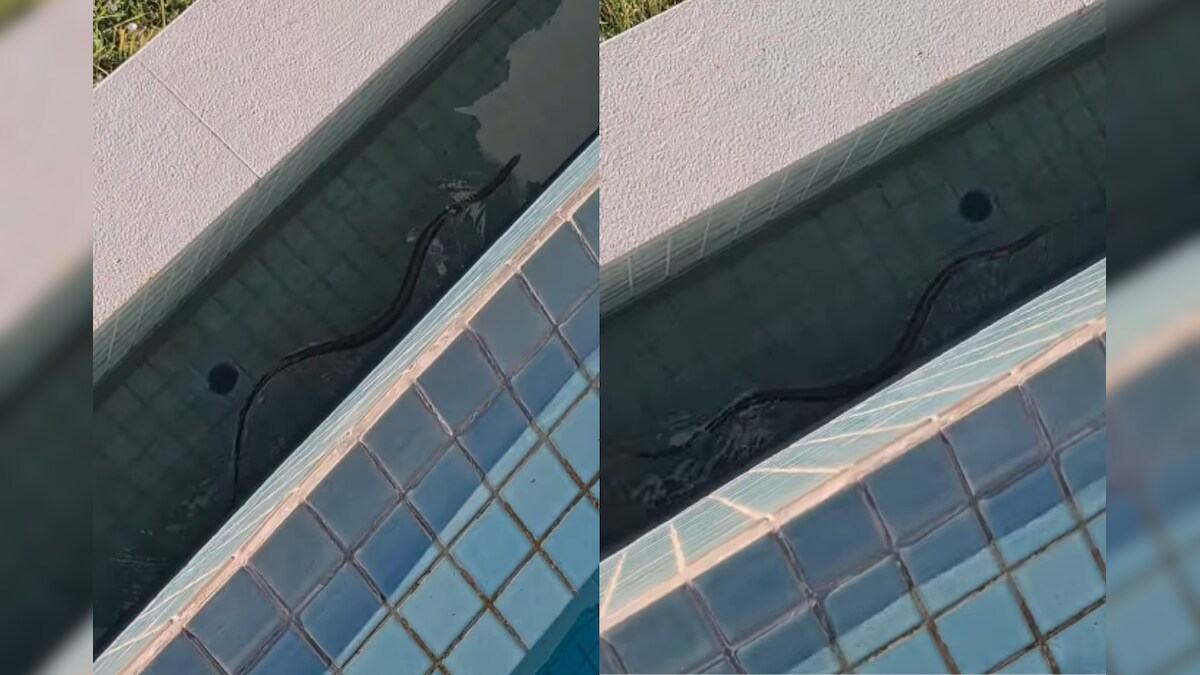 WATCH: Australian Family Discovers World's Deadliest Snake Taking a Dip ...