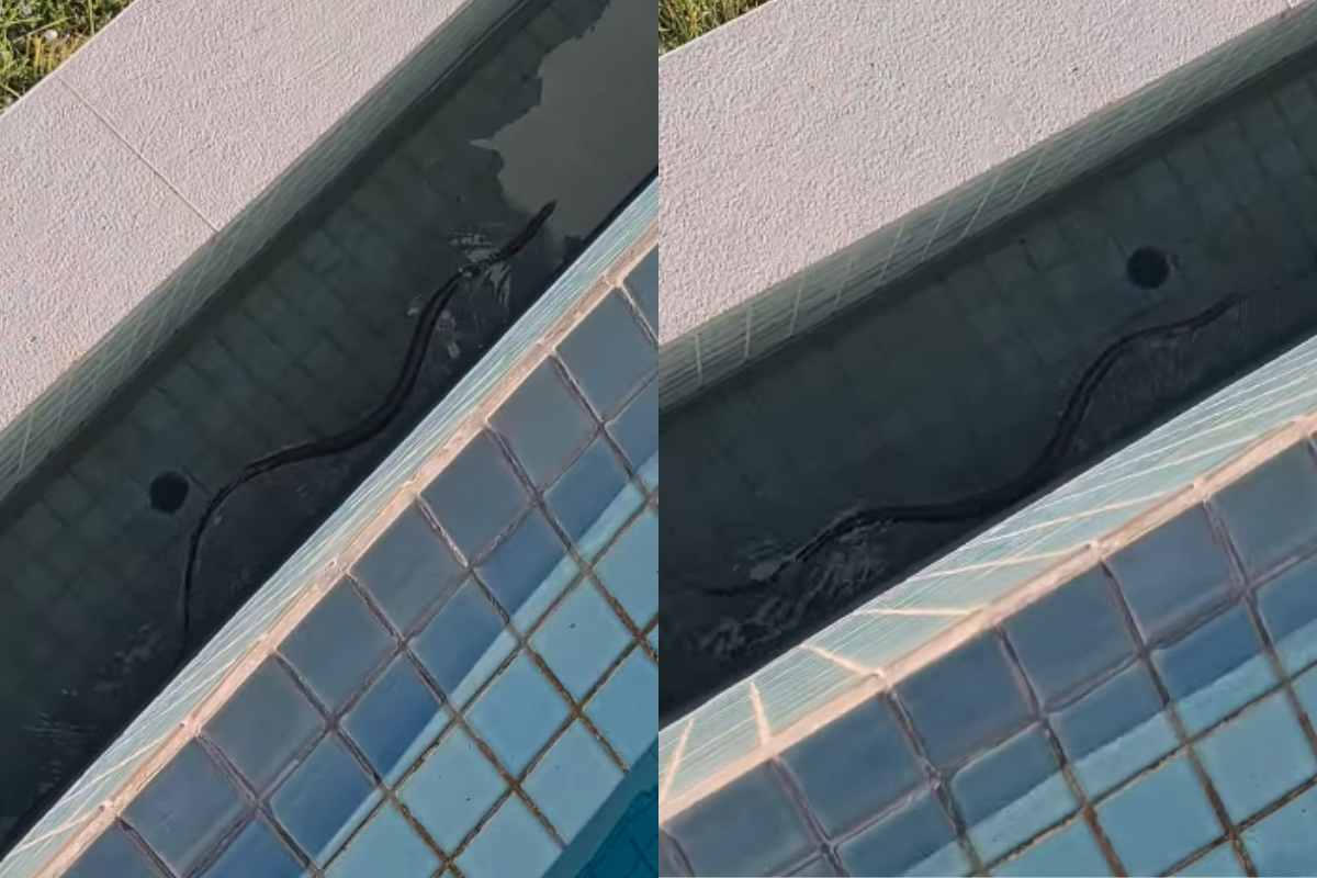 WATCH: Australian Family Discovers World's Deadliest Snake Taking a Dip ...