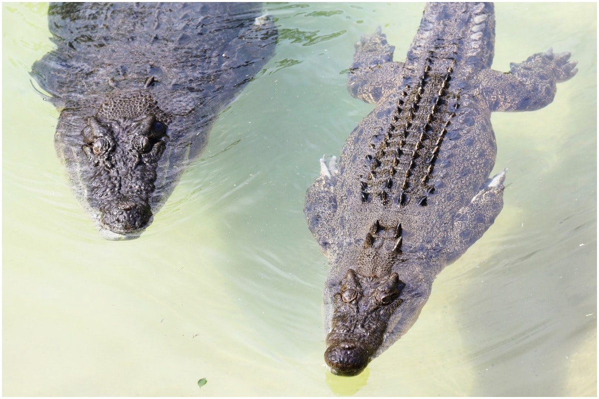 True Love: Video of Two Crocodiles Swimming Together in Australia is Melting Hearts