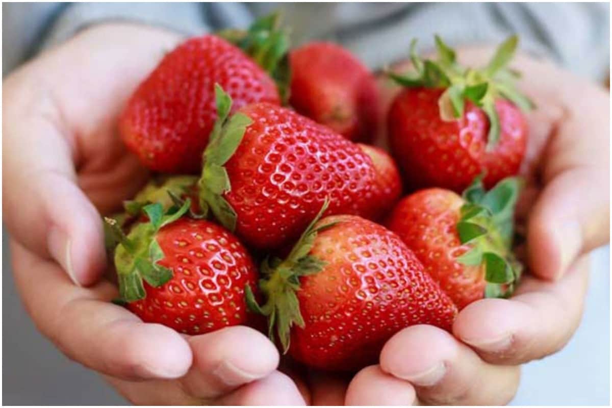 Jhansi, Bundelkhand Famous for Growing Ginger and Oilseeds Will Now Cultivate Strawberries