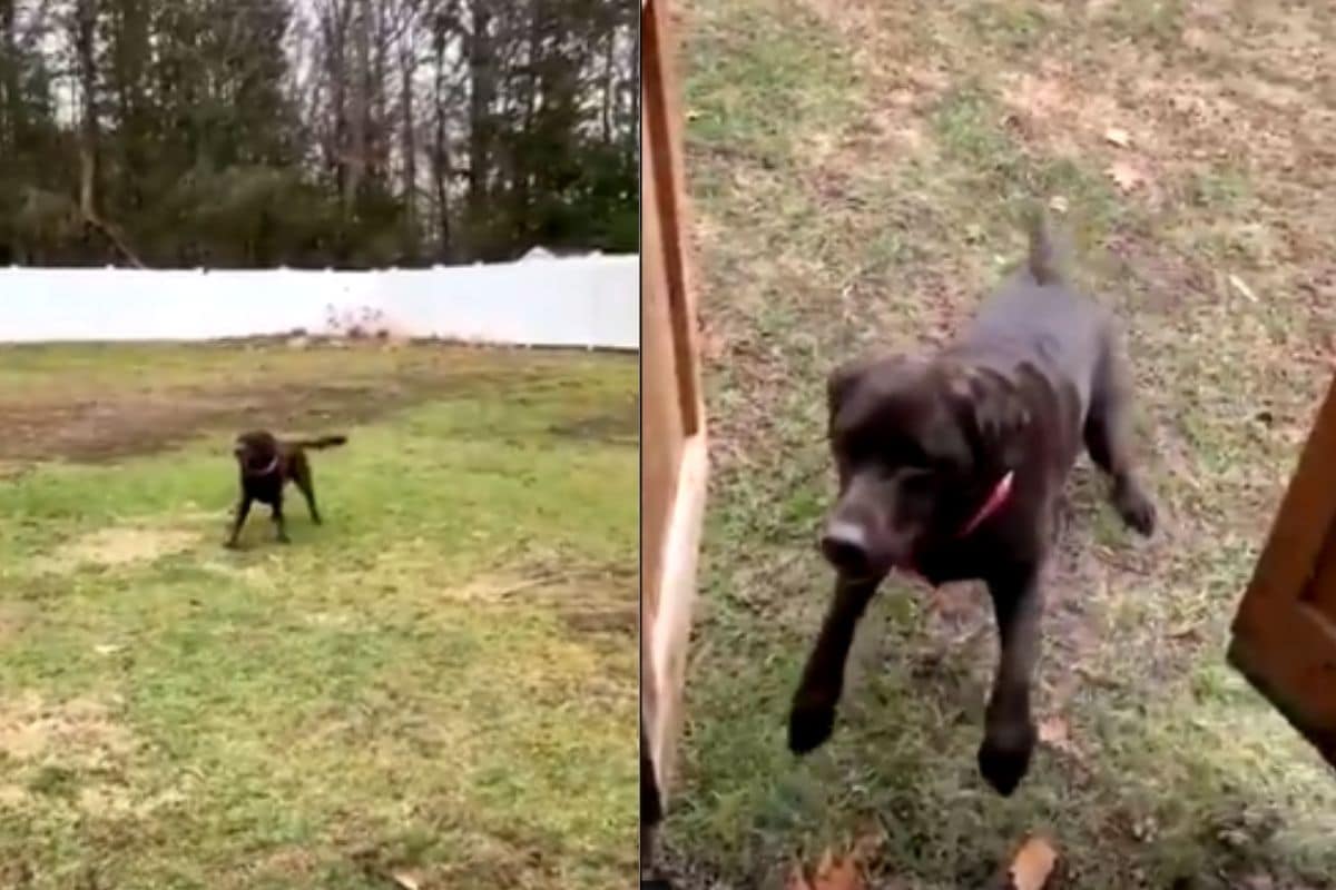 Watch: Video of Dog Excited After Getting New Hula Hoop is Winning Hearts on the Internet