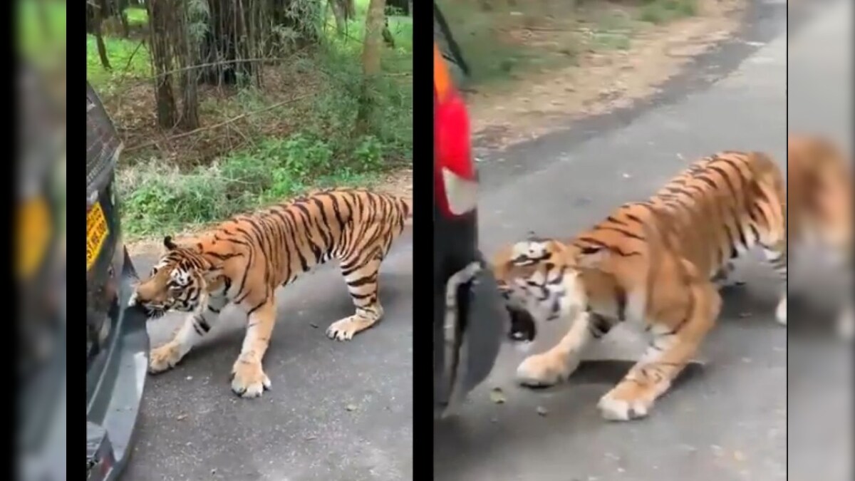 tiger safari car argument