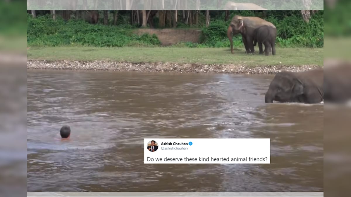 WATCH: Video of Elephant Rescuing a 'Drowning' Man Goes Viral (Again). Here's Why