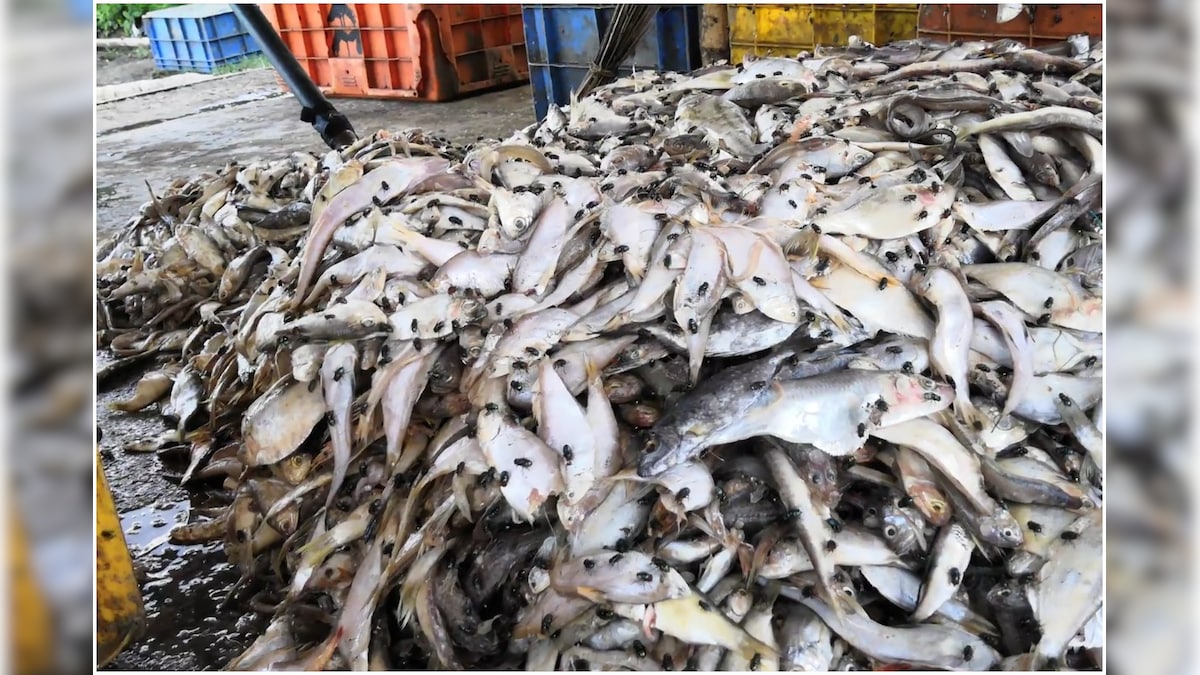 Waiting for Next Outbreak? Fish Farms Across India Found Highly Contaminated and Full of Waste