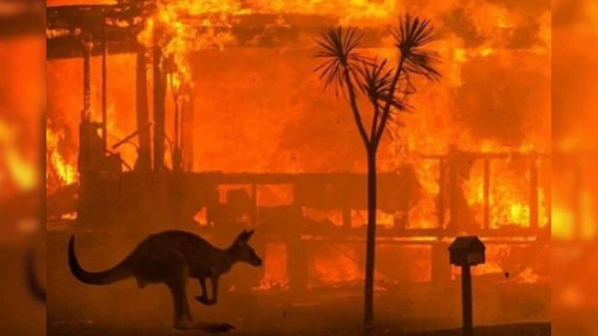 Australian Forests Could Take a Long Time to Recover from 'Black Summer' Bushfires: Study