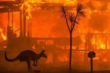 Australian Forests Could Take a Long Time to Recover from 'Black Summer' Bushfires: Study