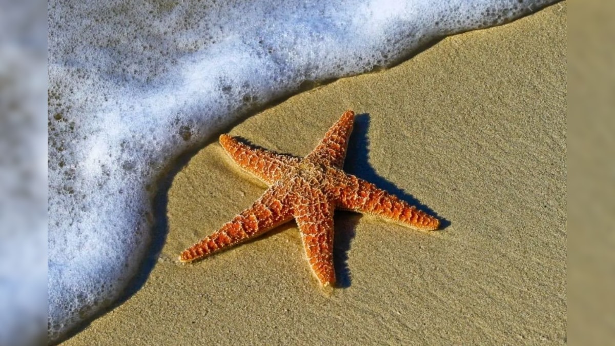 Fossil Dating Back to 480 Million Years Ago Found in Morocco Hints at World's Oldest-known Starfish