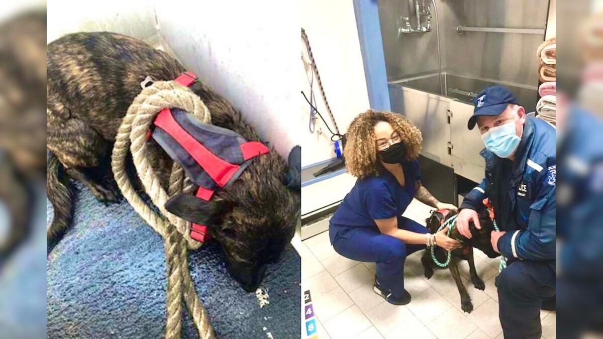 WATCH How Police Rescued a Dog Struggling to Keep Afloat in Freezing