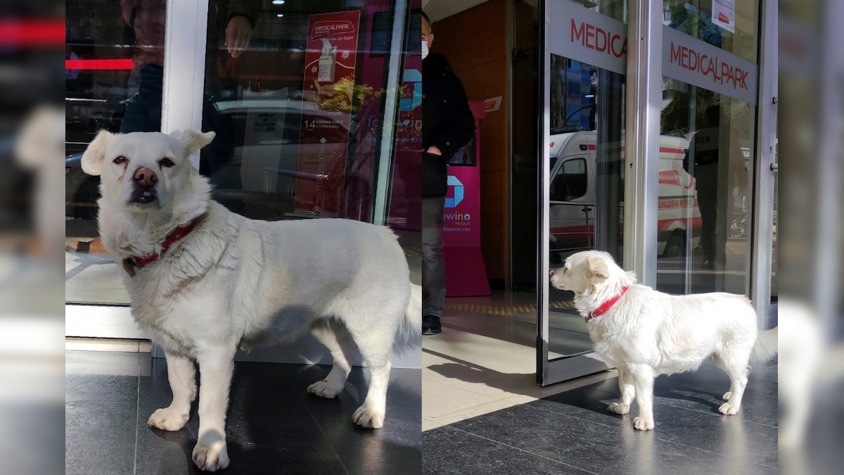 Devoted Dog Patiently Waits Outside Hospital for Days to Meet Her Sick Owner in Turkey