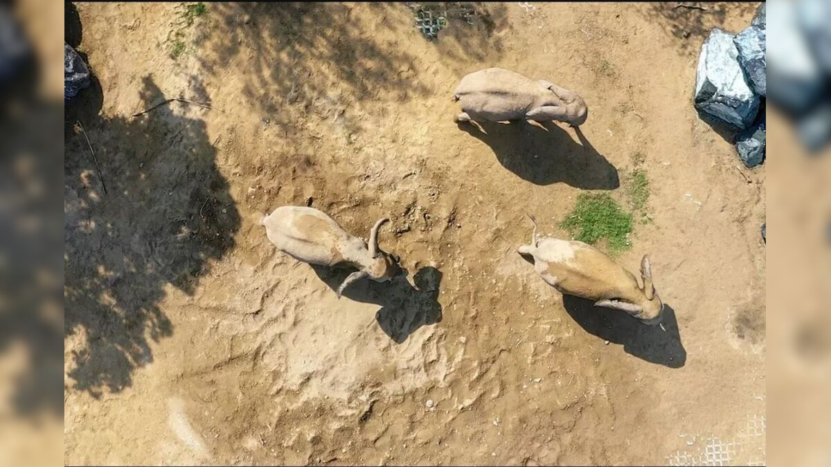 Scientists are Using Satellite Imagery to Count Elephants from Space in ...