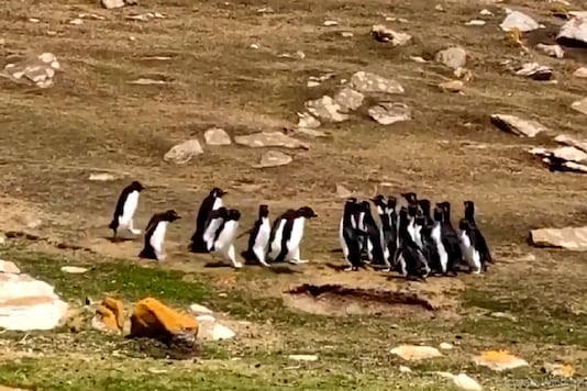Watch: Bunch of Penguins Stop to Chat Before Heading Out to Sea, Video Goes Viral