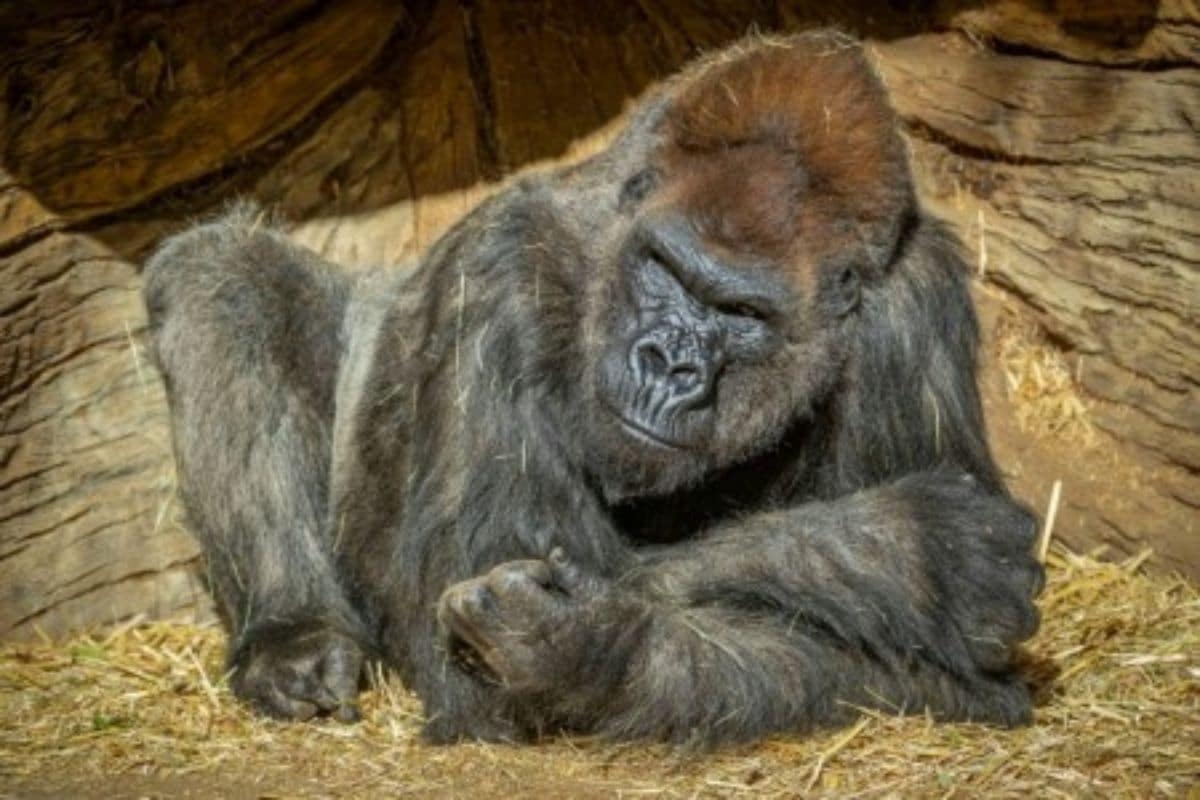 You are currently viewing Gorilla Contaminated with Covid-19 in San Diego Zoo Recovers After Being Handled with Antibodies