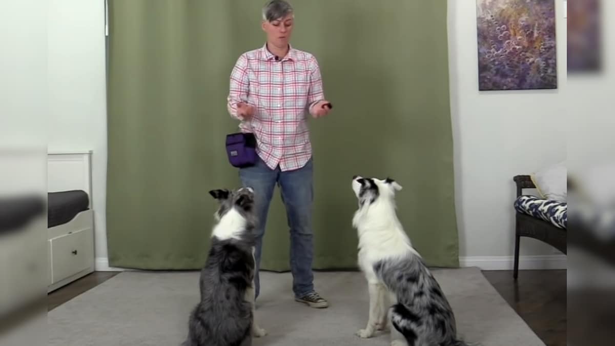 WATCH: Two Californian Dogs Set Guinness World Record for Most Tricks Performed in a Minute