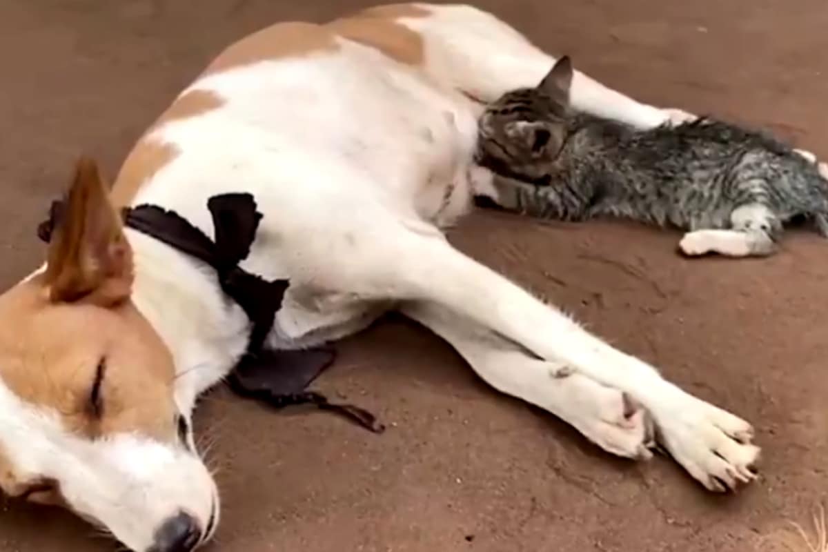 WATCH: Heartening Video of Kitten Feeding on a Nursing Dog in Nigeria Goes Viral