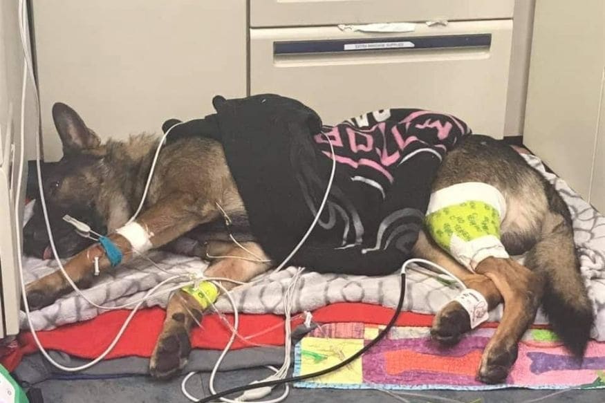In Photos: Police Dog Who Got Shot Twice on Duty Recovers, Given a ...