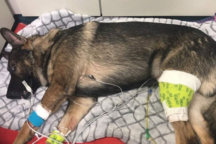 In Photos: Police Dog Who Got Shot Twice on Duty Recovers, Given a ...