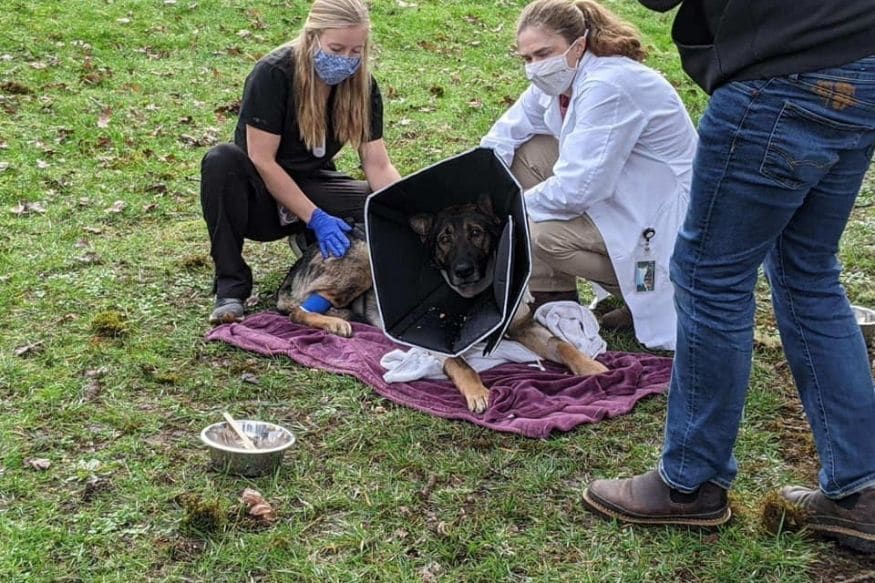 In Photos: Police Dog Who Got Shot Twice on Duty Recovers, Given a ...