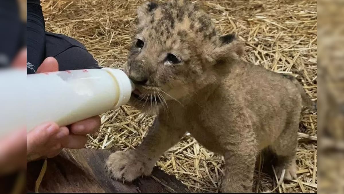 Singapore Zoo Welcomes Lion Cub 'Simba,' Born Via Artificial Insemination