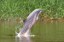 Amazon River's Tucuxi Dolphins at Serious Risk of Disappearing, Say Environmentalists