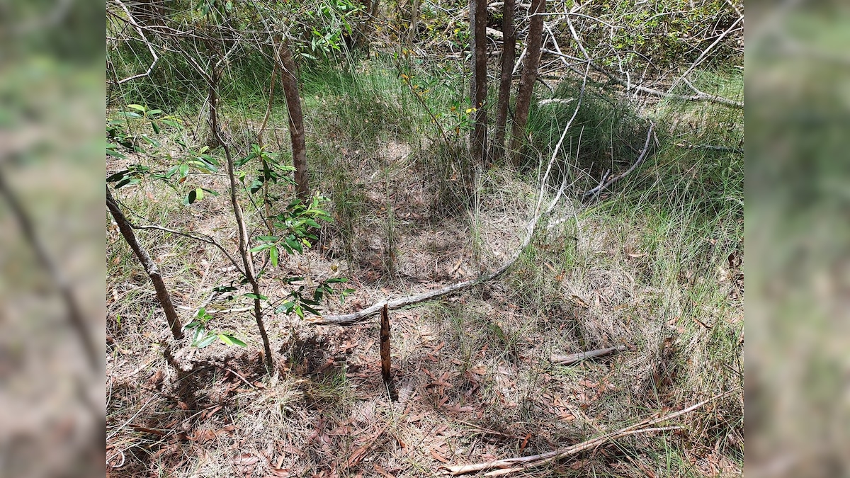 Can You Spot the Snake? This Viral Photo of Reptile Hiding in Plain Sight Has Internet Puzzled