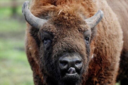 A Bison is seen at Wildwood Trust, Wild Animal Park, Blean Woods, Canterbury, Britain, January 27, 2021. REUTERS/Paul Childs