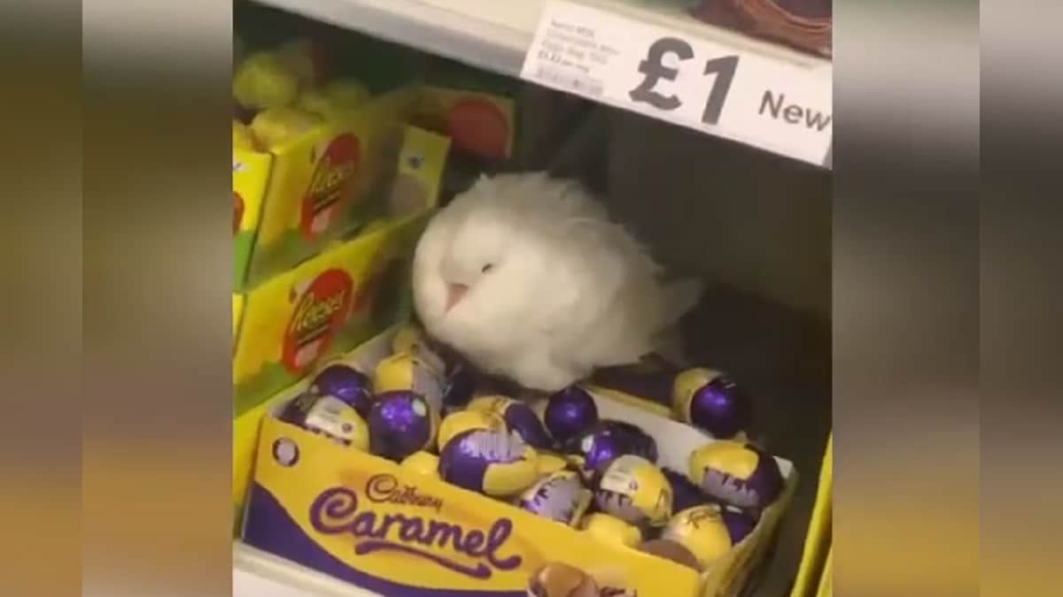 Watch: Mother Pigeon Guards Cadbury Caramel Eggs at Tesco Store, Video Goes Viral