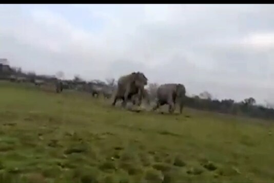 Screen grab from the video shows the elephants charging at the safari jeeps.