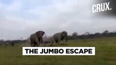 Watch: Wild Elephants Charge at tourists at Kaziranga National Park
