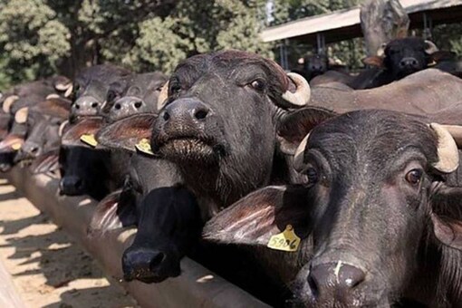 Aflede Officer flygtninge 30 Buffaloes Rescued from Truck, 2 Men Held for Animal Cruelty in Greater  Noida